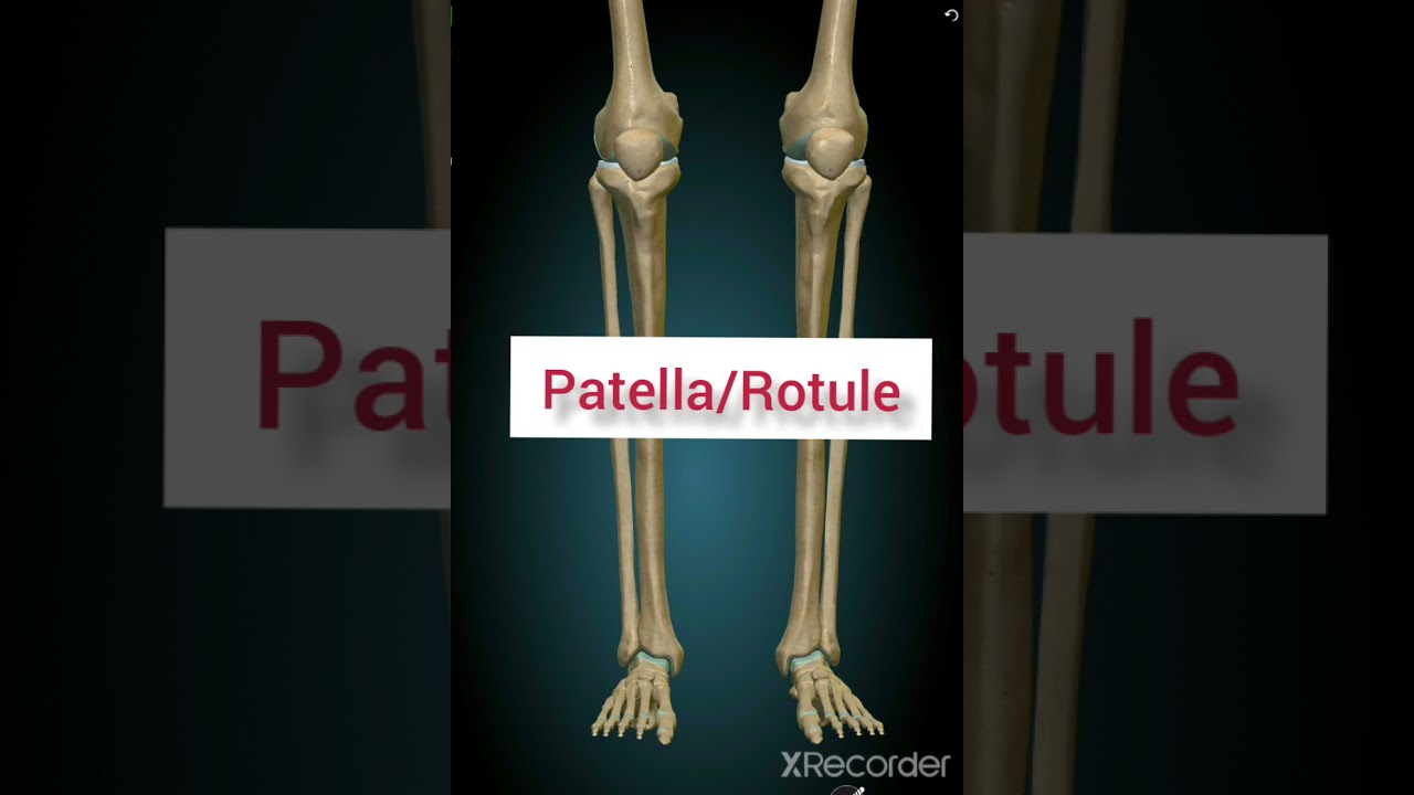 Anatomie de la 