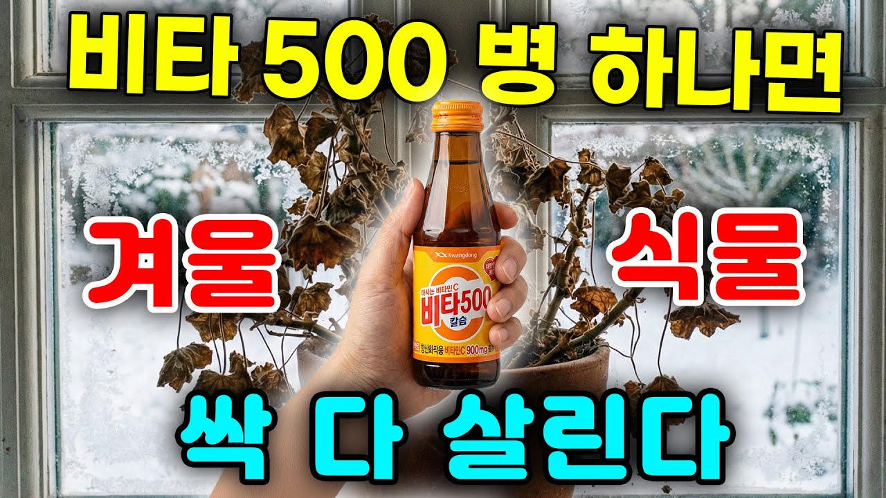 겨울철 죽어가는 화분속 식물들 비타500 병 하나면 싹 살려낼 수 있습니다. 겨울철 실내 화분 키우기, 물주는 방법,