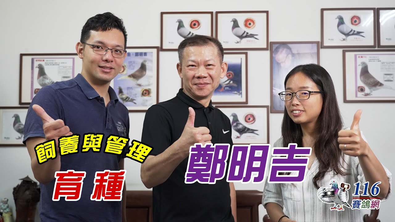 【育種分享】賽鴿育種 - 鄭明吉丨【Feeding and Management#7】racing pigeon breeding - Zheng Ming Ji