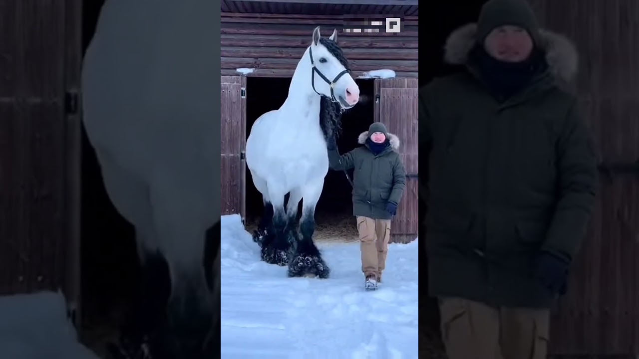 🔥Ta rasa koni zachwyca siłą i elegancją🍀#zwierzęta #youtubeshorts #shortsvideo