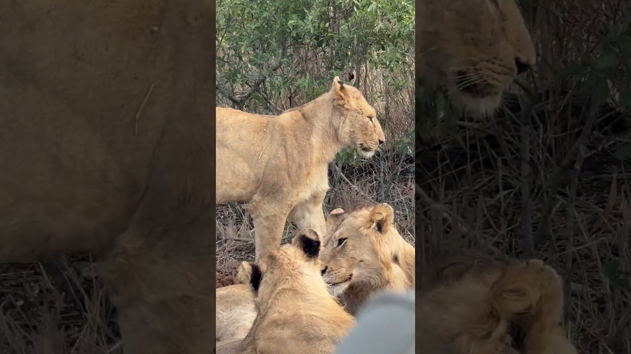 Спящий прайд львов