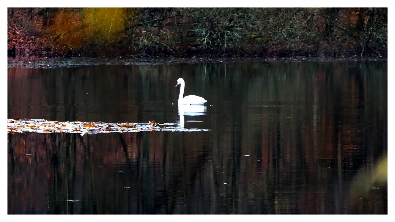 Stille am Waldsee
