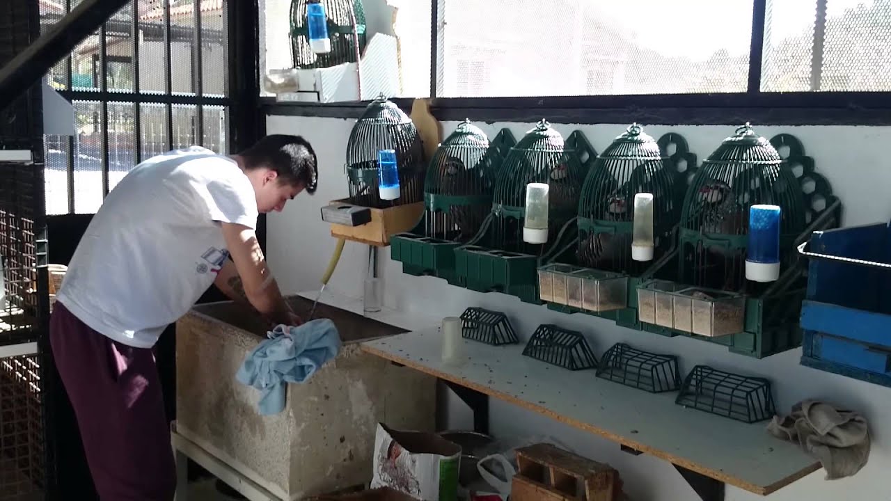 Arreglando los pajaros