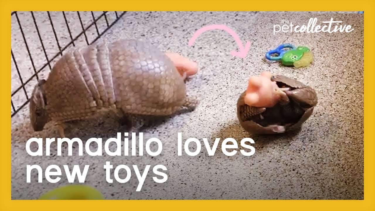 Armadillo Plays With Toys
