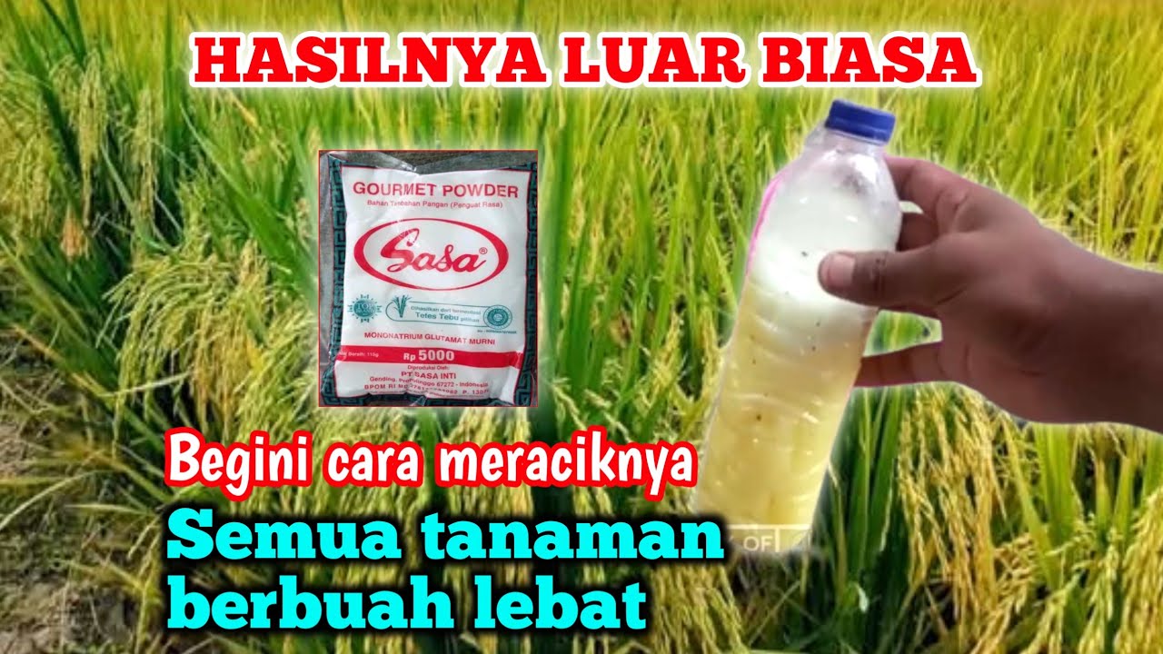 TERNYATA HASILNYA BAGUS SEKALI CARA MEMBUAT PUPUK PERANGSANG BUAH