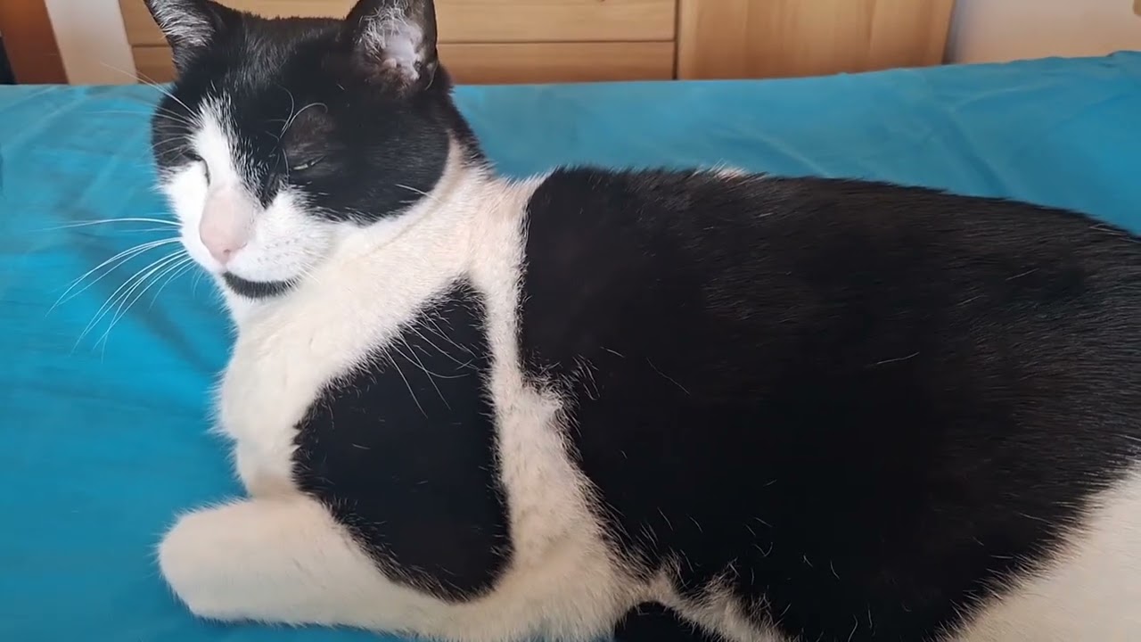 🩵 Un soffice momento di calma: il mio gatto assonnato su un cielo azzurro 
