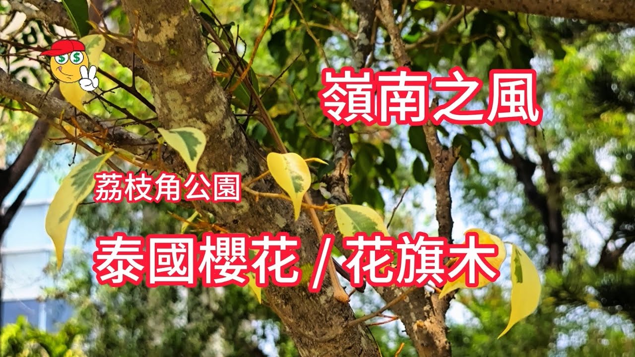 嶺南之風_荔枝角公園_泰國櫻花