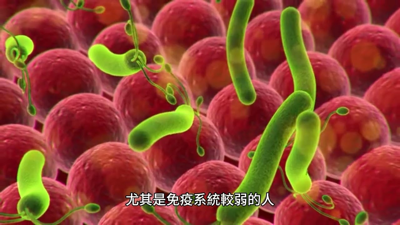 黏性放線菌：一種人類和動物病原體，定植於 70% 成年人的口腔中，但由於毒力水平較低，經常被誤認為是其他放線菌