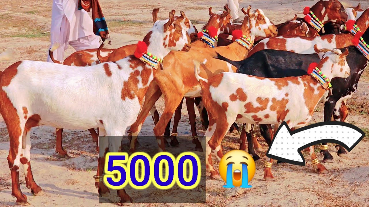no bakriya Ek breederPakistan ki number 1 quality ki Burberry bakriya Ahmedgoat farm pe aa chuki hai