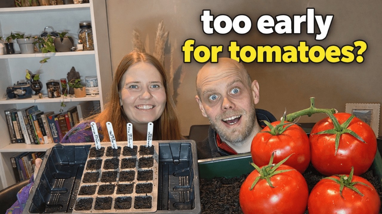 Too Early for Tomatoes? Valentine’s Day Sowing in Scotland!