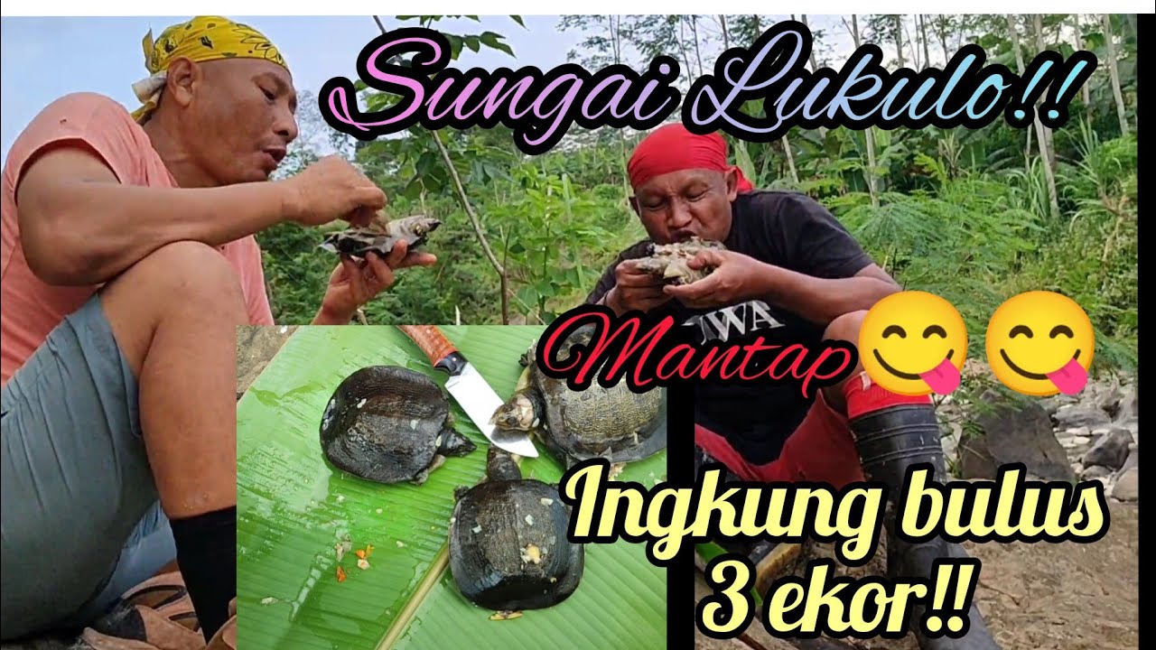 Mencari jejak King Cobra +_7m !! Sungai Lukulo menemukan 3 bulus sungai !!
