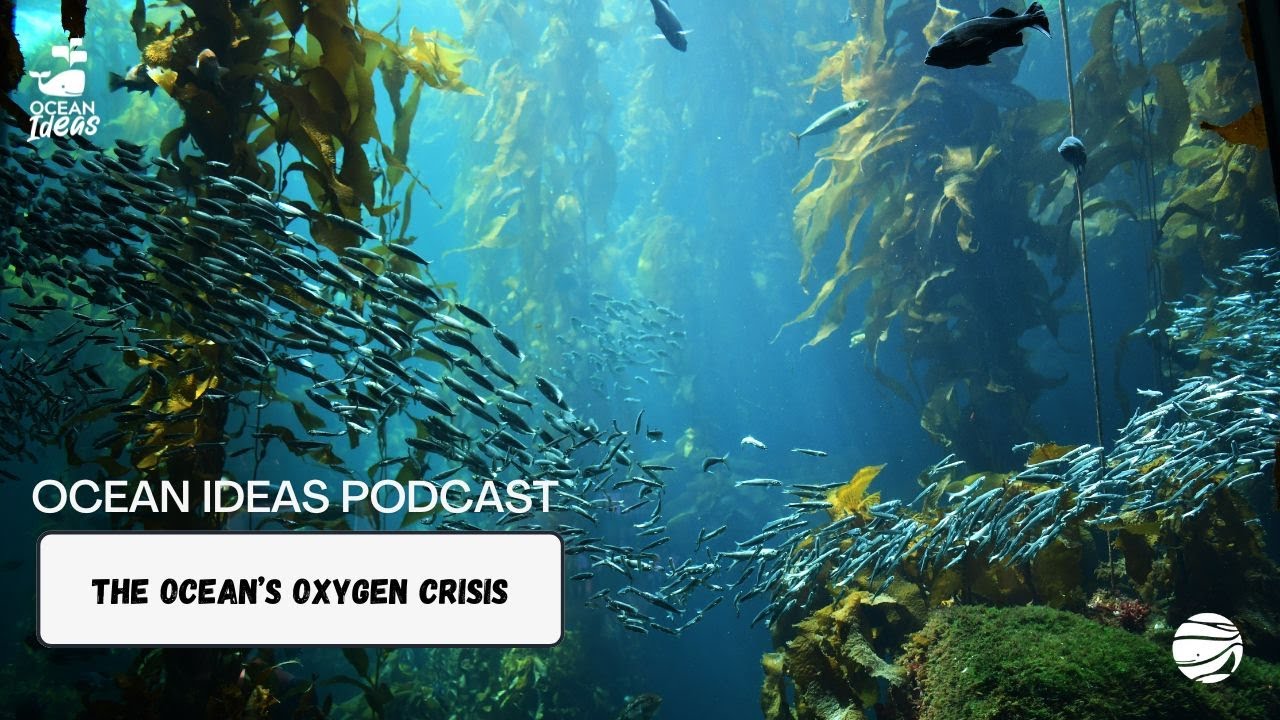 OCEAN IDEAS | EP 28 | The Ocean's Oxygen Crisis