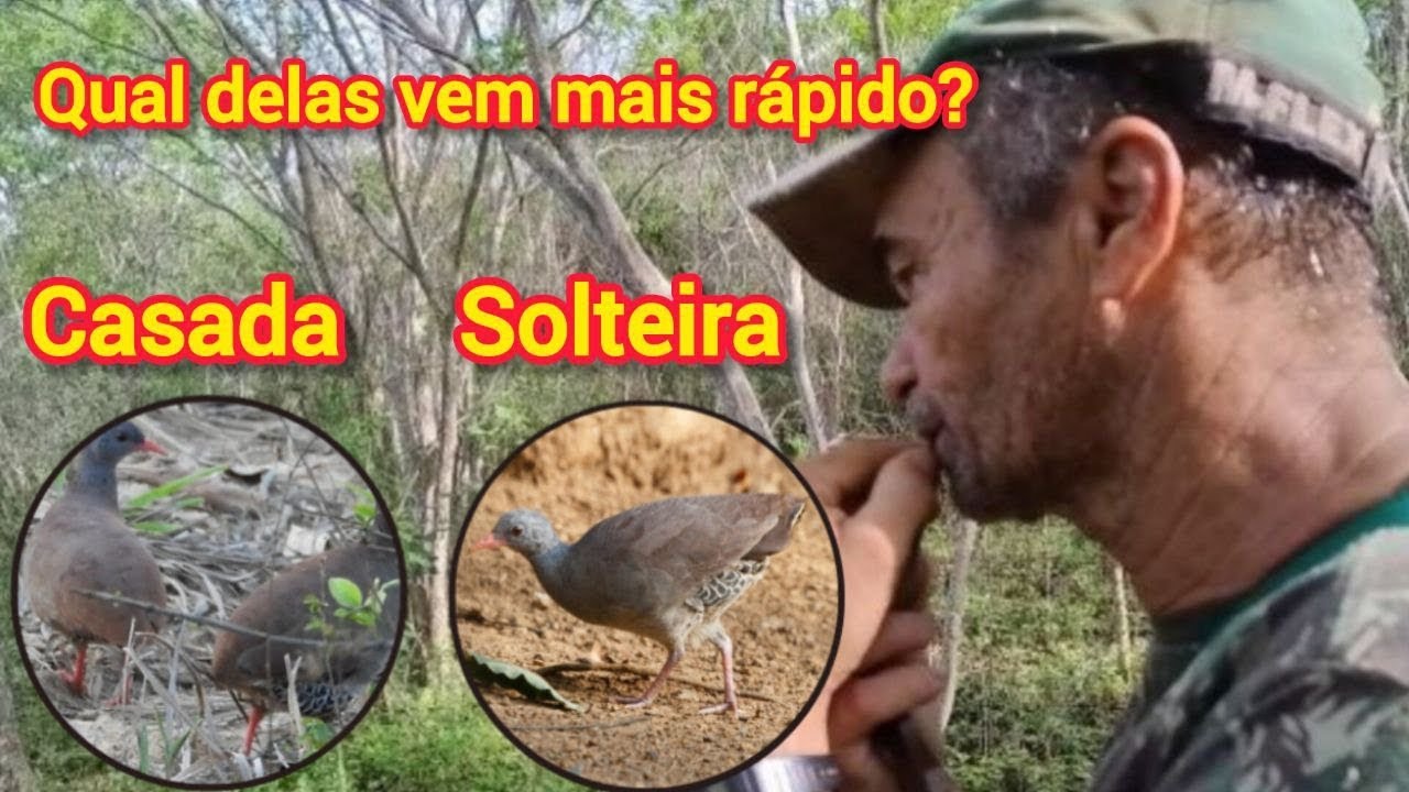 A NAMBÚ ME VIU E NÃO QUIS IR EMBORA. Nambú casada é mais difícil de ser atraída.