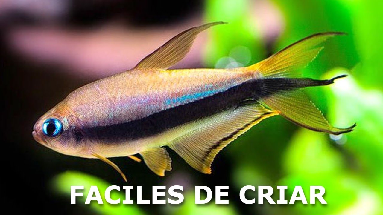 Los peces Tetra más fácil de Reproducir según.....La comunidad