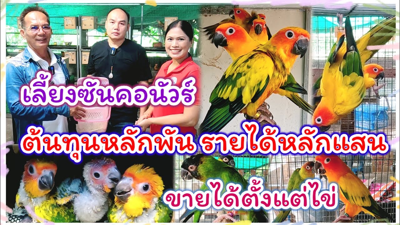 บุกฟาร์ม ซันคอนัวร์ ราคาดีมาก ขายได้ตั้งแต่ไข่ ลงทุนหลักพัน รายได้หลักแสน เอ็มจี บ้านนก พิษณุโลก