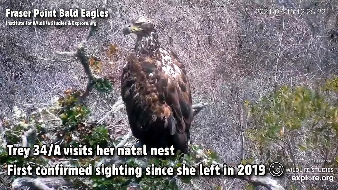 Fraser Point🦅Trey 34/A Visits Her Natal Nest😊1st Confirmed Sighting Since 2019😊Explore.org2021-07-15