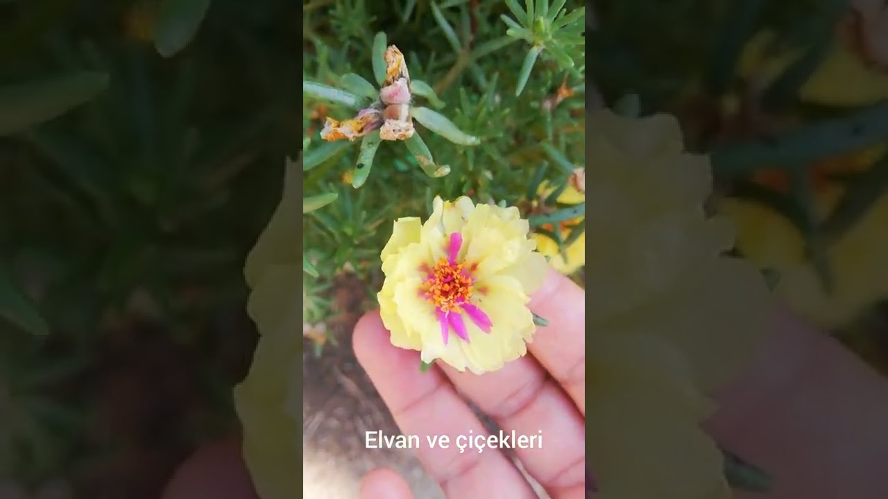 İpek çiçeği (kedi tırnağı çiçeği, cilveli çiçeği veya öğle güzeli çiçeği) bakımı ve çoğaltılması