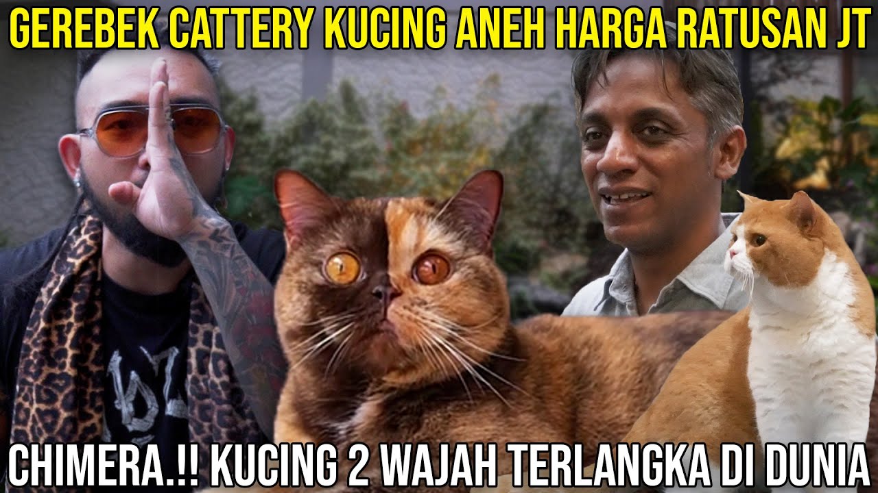 GEREBEK CATTERY KUCING ANEH HARGA RATUSAN JT || CHIMERA.!! KUCING 2 WAJAH TERLANGKA DIDUNIA