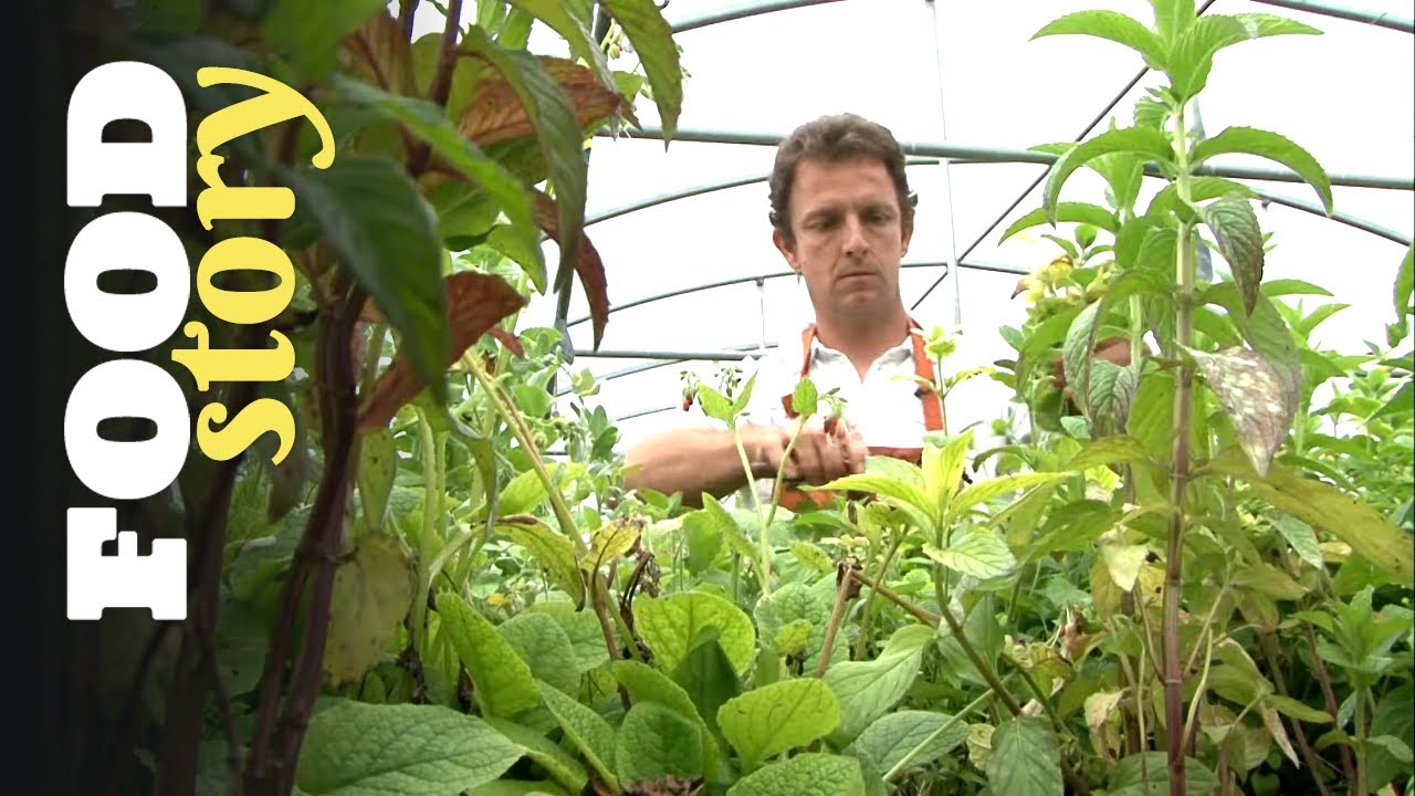La menthe : les secrets de la plante la plus fraîche de l'été