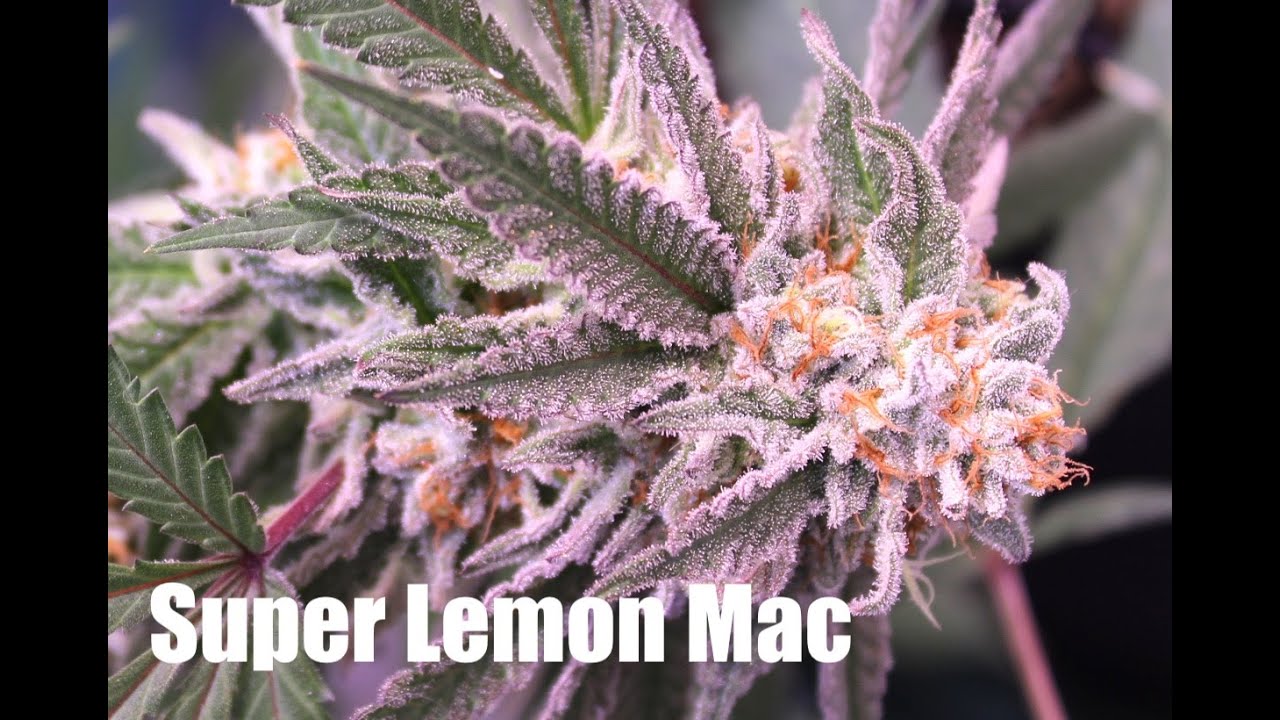 Growing Cannabis For Maximum Flavor Week 6 - Harvest | Slurricane, Super Lemon Mac, Candy Pie #10
