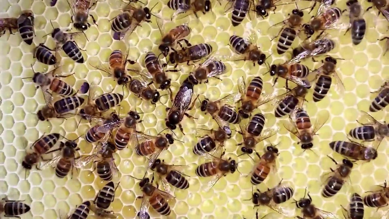 Junge Bienenk&ouml;nigin in Eilage
