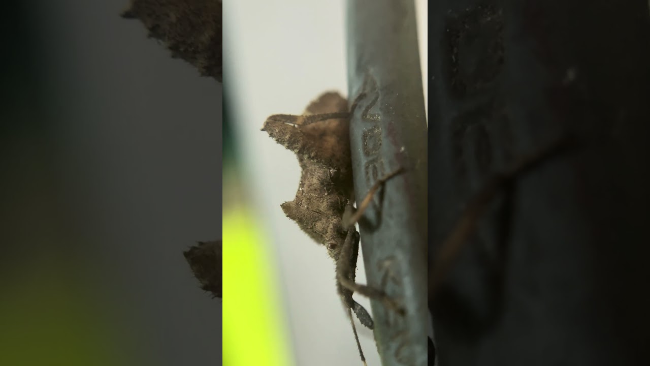 What called you this insect #insectsukraine