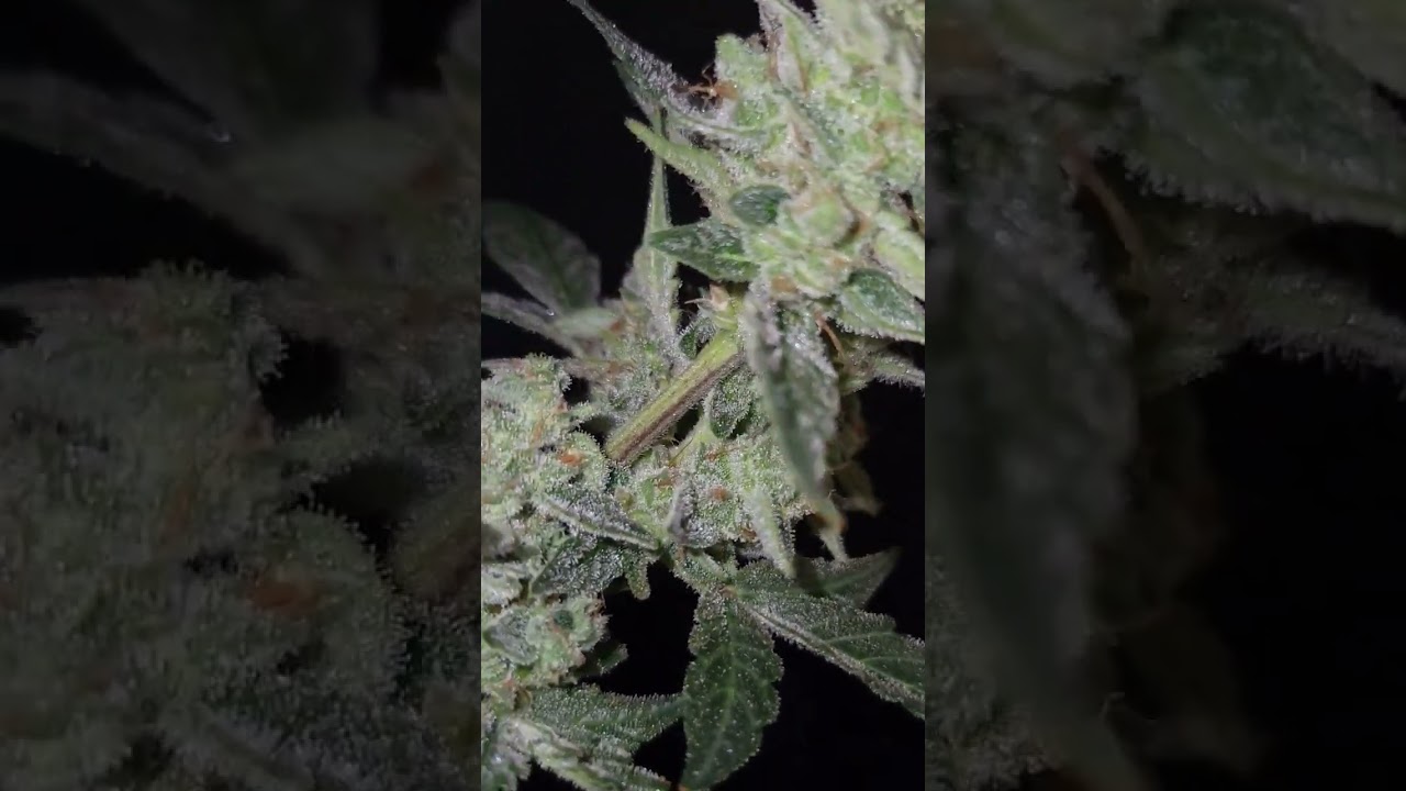 Worlds Frostiest Auto Flower #viralvideo #autoflowers #organicgrow #growlights #growupdate