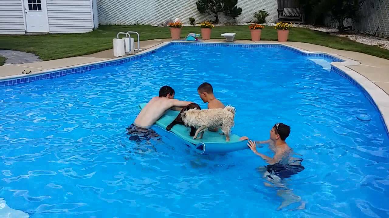 Pool Day For The Dogs