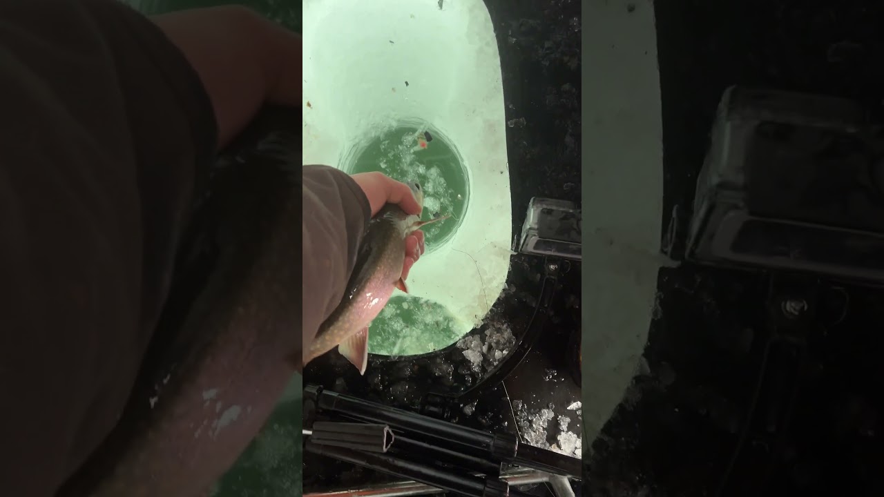 Beautiful BROOK TROUT release #brooktrout