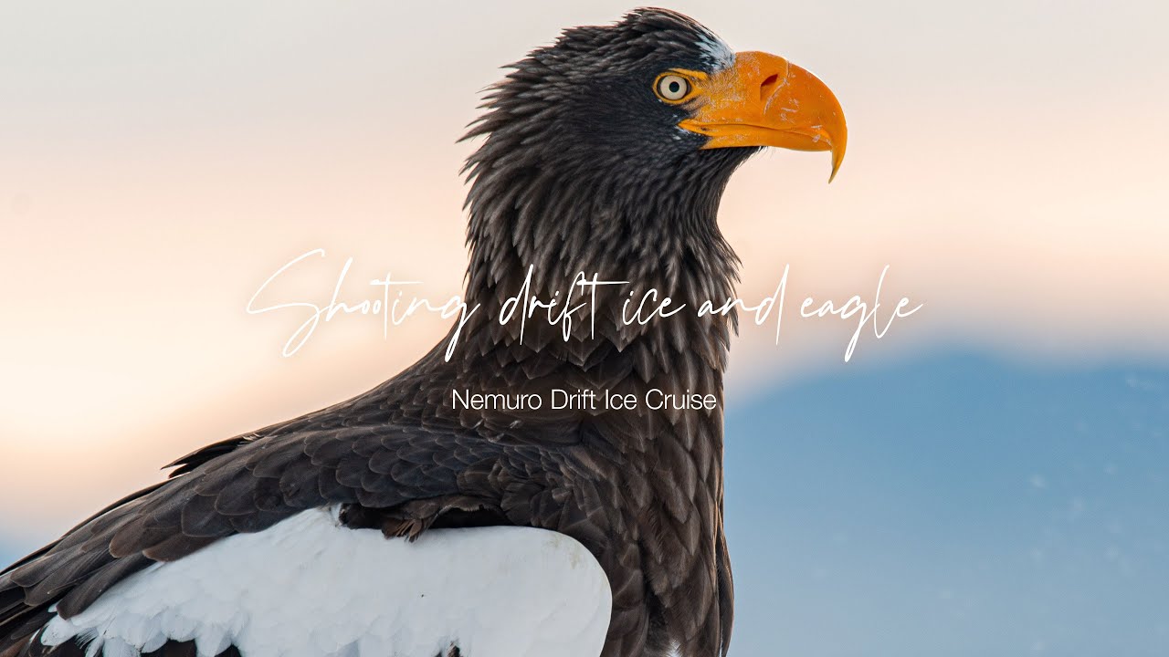 Shooting drift ice and eagles （根室海峡クルーズ オオワシ・オジロワシの撮影）
