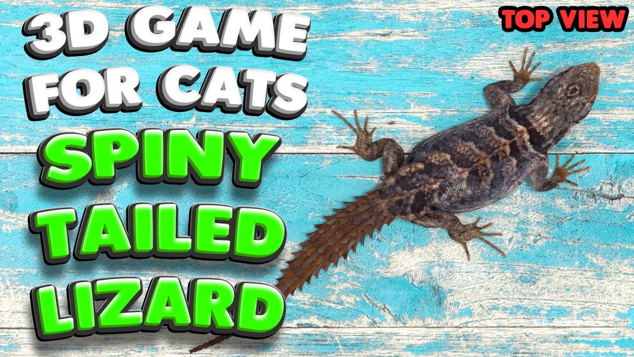 3D game for cats | The spiny-tailed LIZARD (top view) | 4K, 60 fps, stereo sound