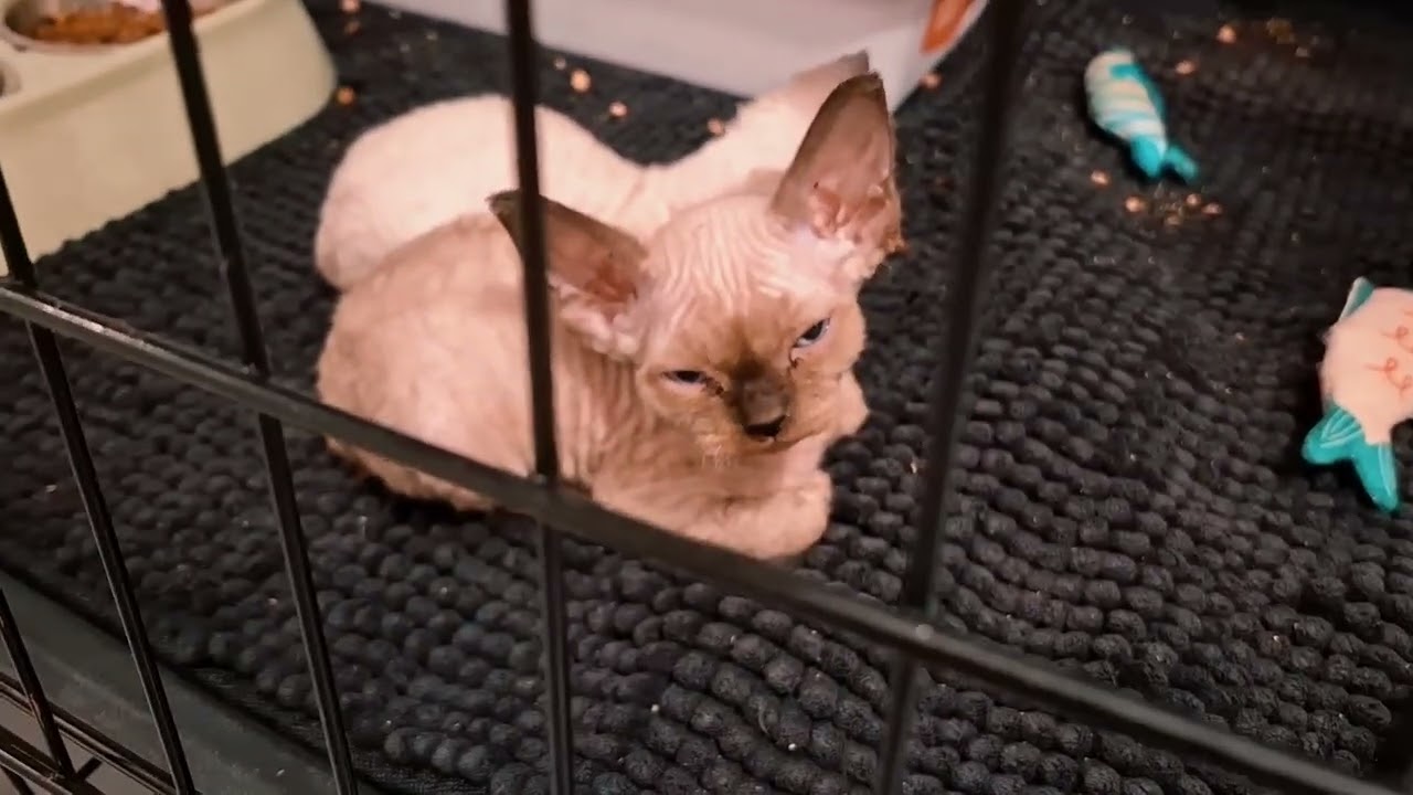 Devon Rex Kittens Dec 2025