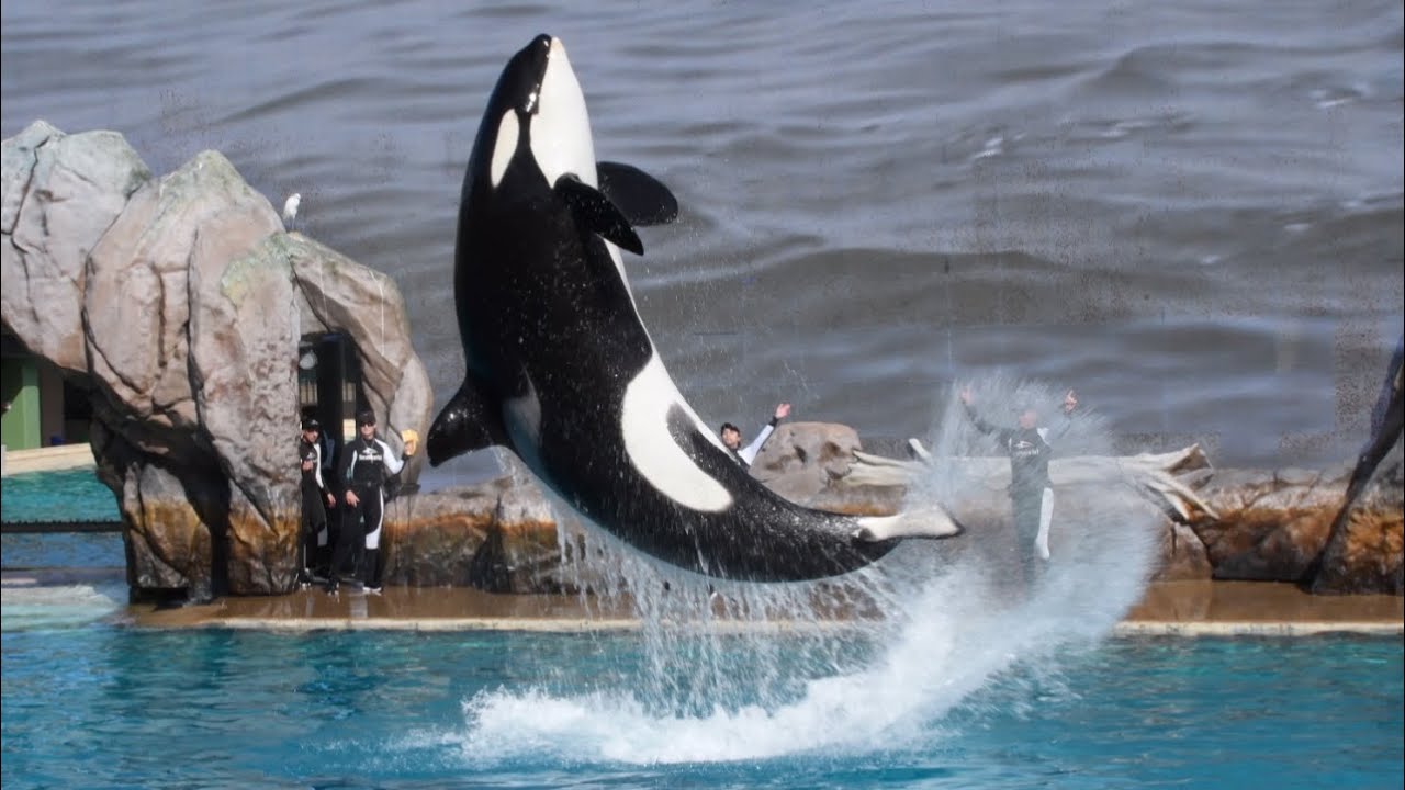 Orca Encounter (Full Show) at SeaWorld San Diego January 18, 2026 at 12:00 PM