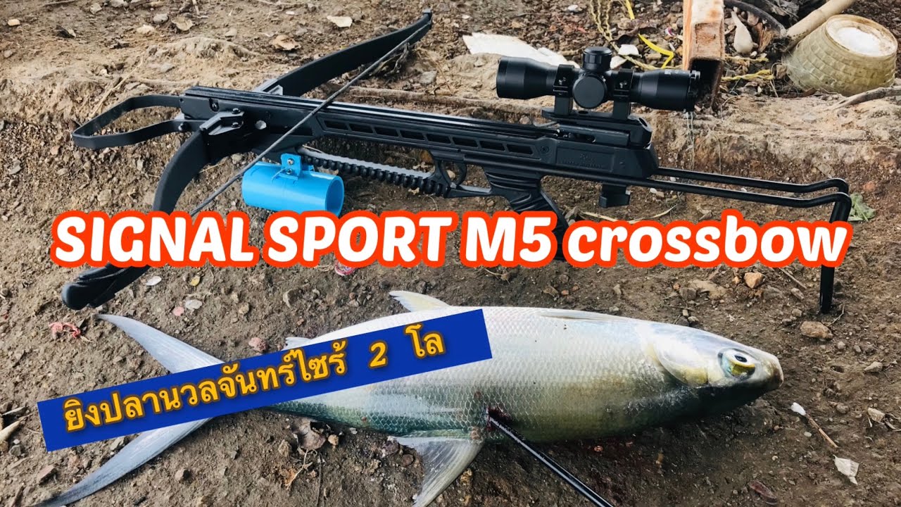 หน้าไม้ยิงปลา M5 กับปลานวลจันทร์ไซร้ 2 โล //จุ๊จุ๊ ออนทัวร์ EP:495