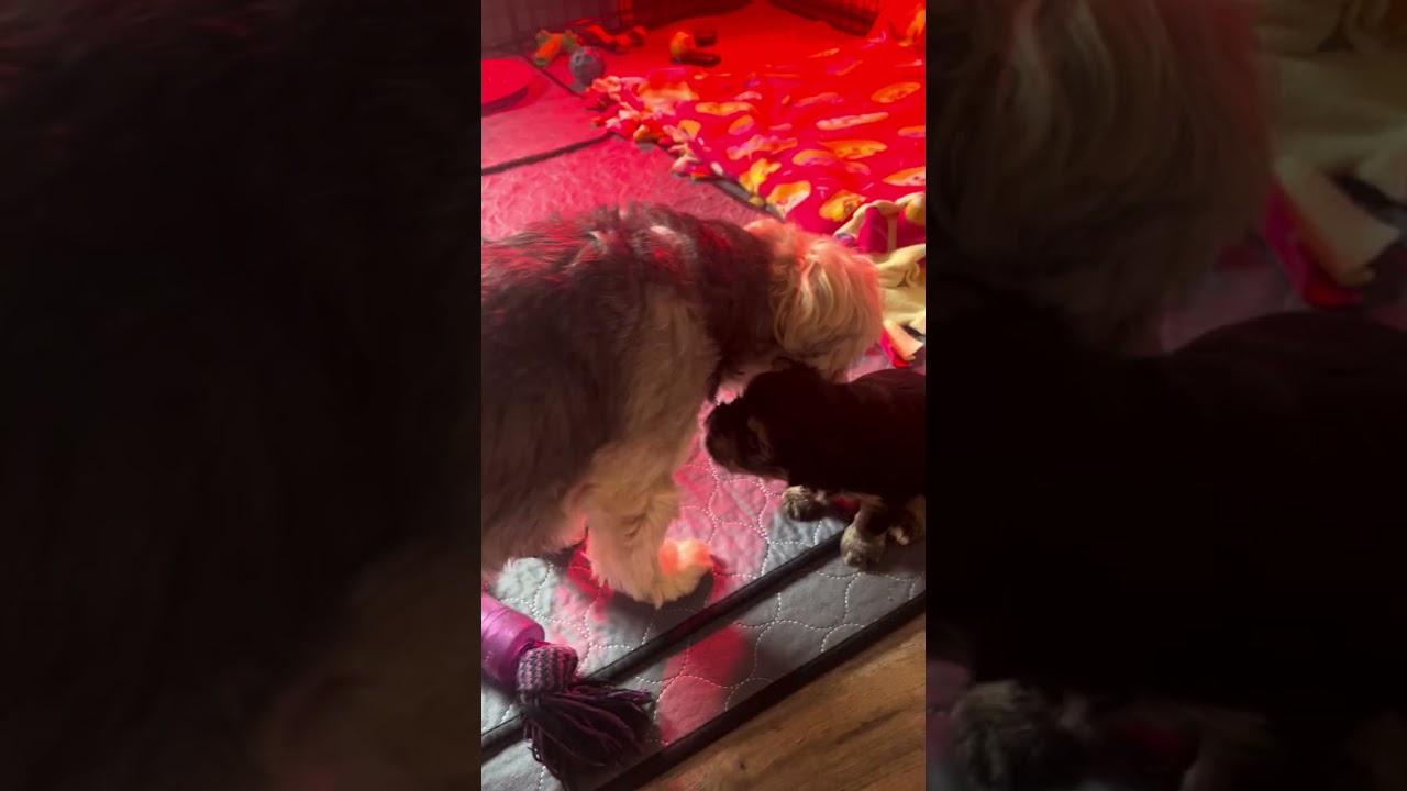 Mazie puppies 4 weeks