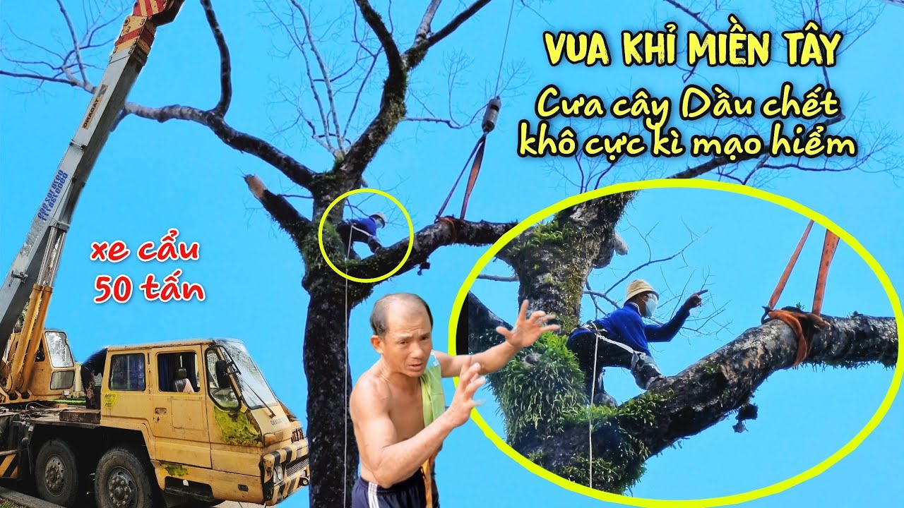 Chấn Động Giới Cưa Cây Vua Khỉ Cưa Nhiều Cây Siêu Khủng Siêu Khó  Mà Trước Đây Thợ Cưa Bỏ Cuộc 