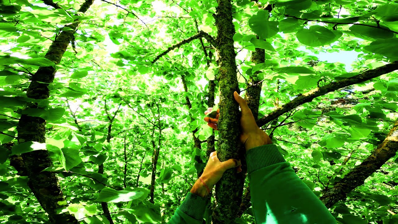 4K POV CLIMBING LIKE A MONKEY ON A TREE (without safety equipment)