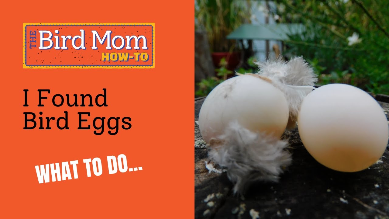 What to Do if You Find Baby Bird Eggs