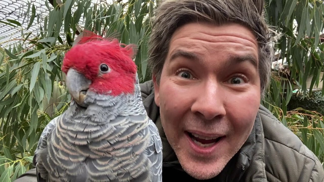 Manningham's Backyard Biodiversity: Gang-gang Cockatoo