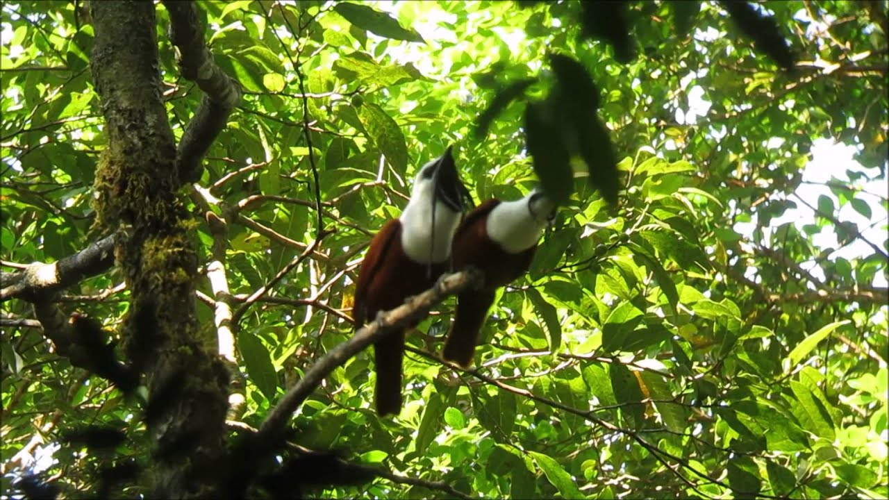 Three Wattled Bellbirds March 2016