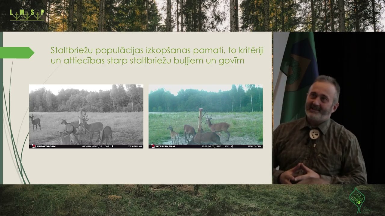 Labturībai draudzīga staltbriežu skaita regulēšana. Medību tradīcijas | Latvijas Meža Programma 2024