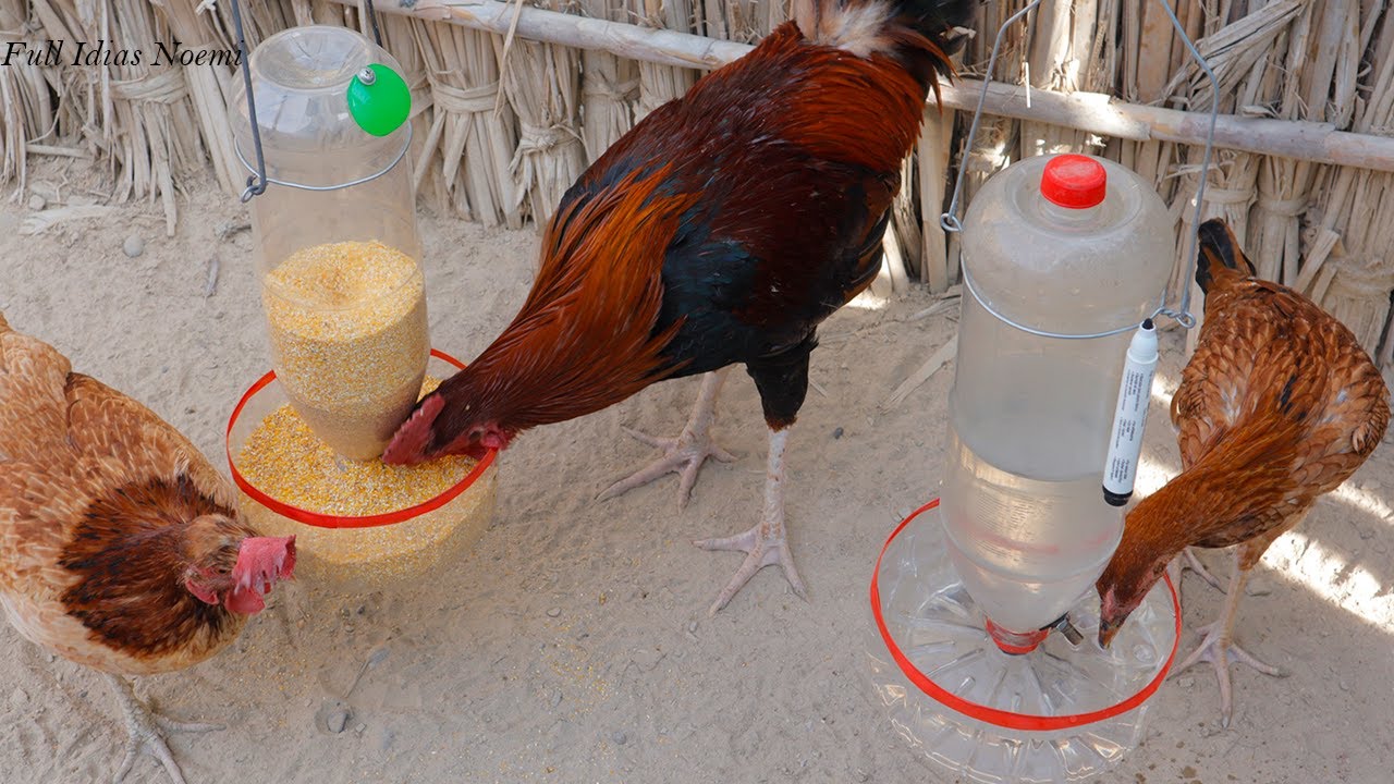 Como hacer BEBEDERO Y COMEDERO para Gallinas con Botellas de pl&aacute;stico