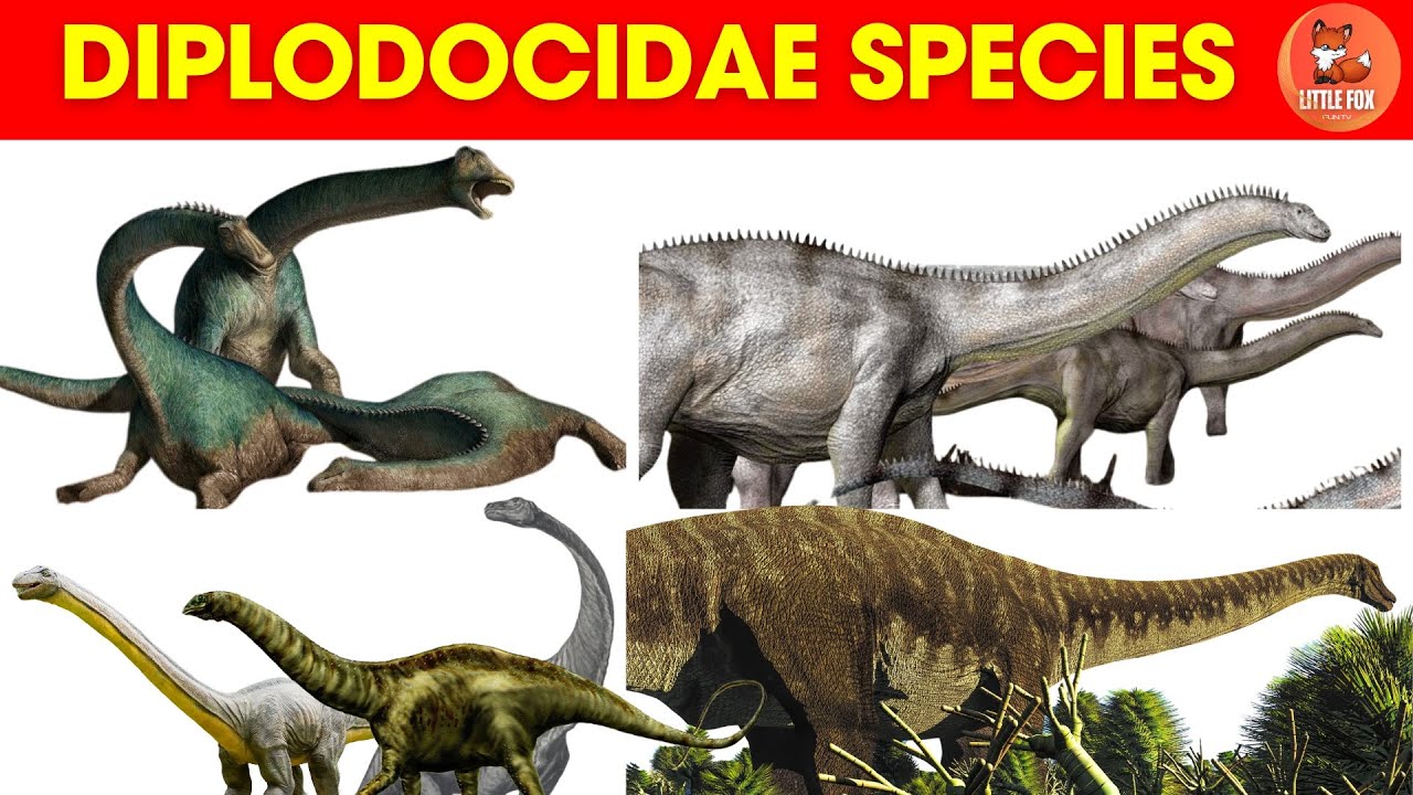 Dinosaurs for kids | Learn Diplodocidae Dinosaurs Names in English #kids #dinosaur #dinosaurs