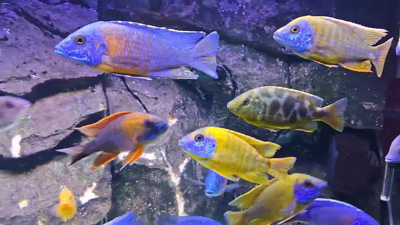MALAWI TANK  aulonocara - 550l
