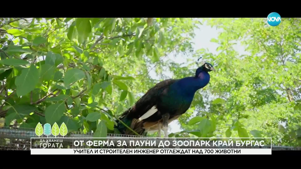 Да хванеш гората (20.07.2025) - От ферма за пауни до зоопарк край Бургас #novatv #дахванешгората