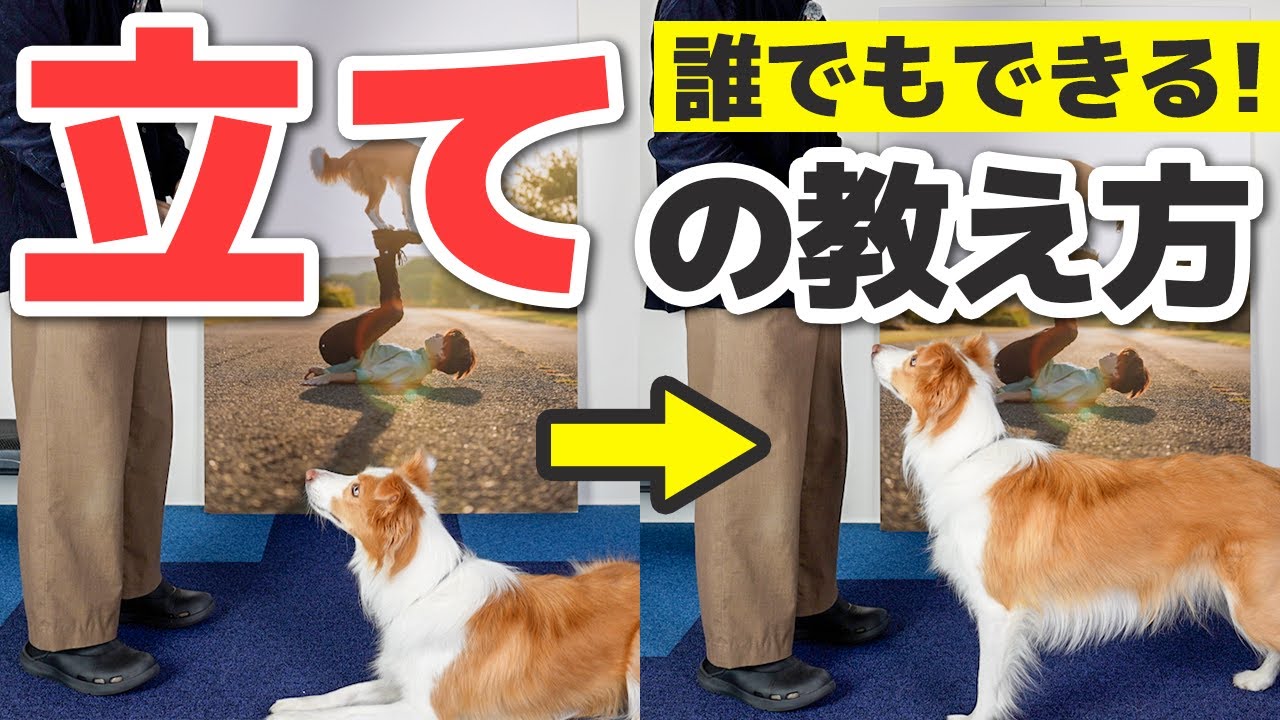 【保存版】犬の基本姿勢「立て」の教え方｜3ステップで安定する正しい練習法【犬のしつけ】