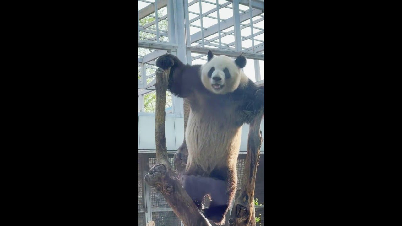 4.18 么么儿见来看他的游客越来越多，兴奋得上蹿下跳， 现场尖叫声此起彼伏, 萌兰奶爸都停下来看他✨