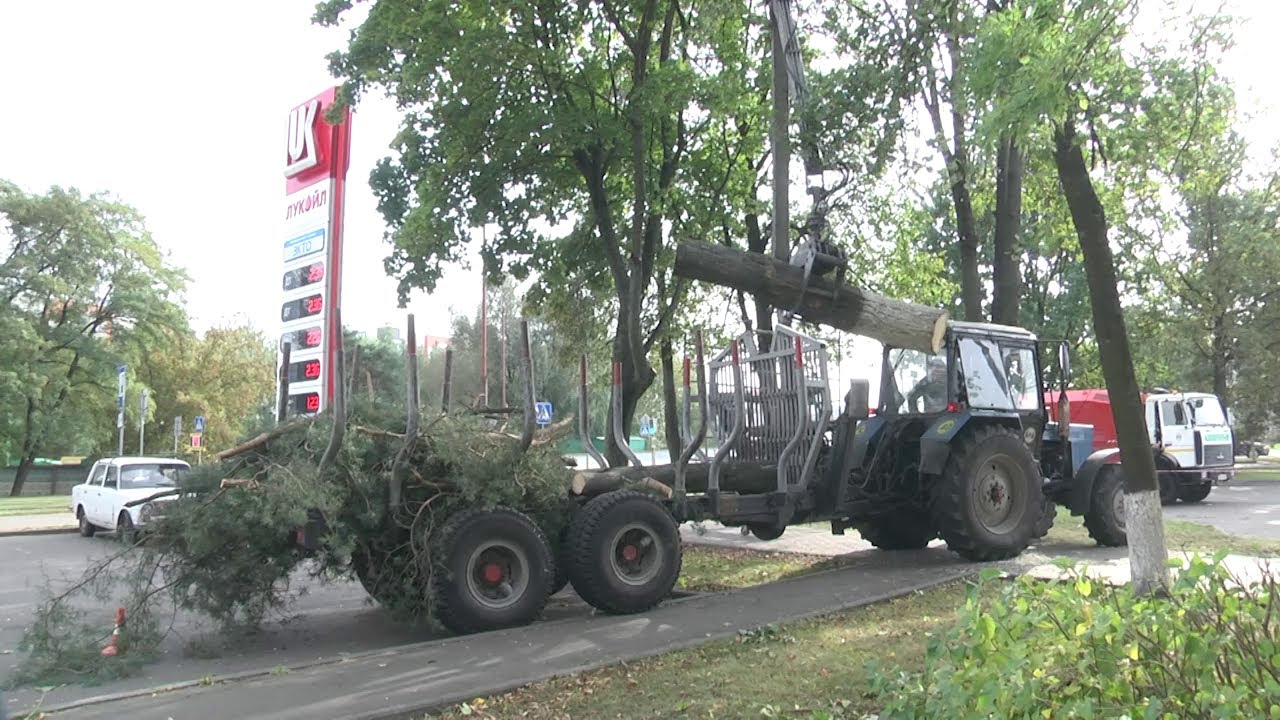 2023-10-12 Осенняя обрезка деревьев в г. Бресте
