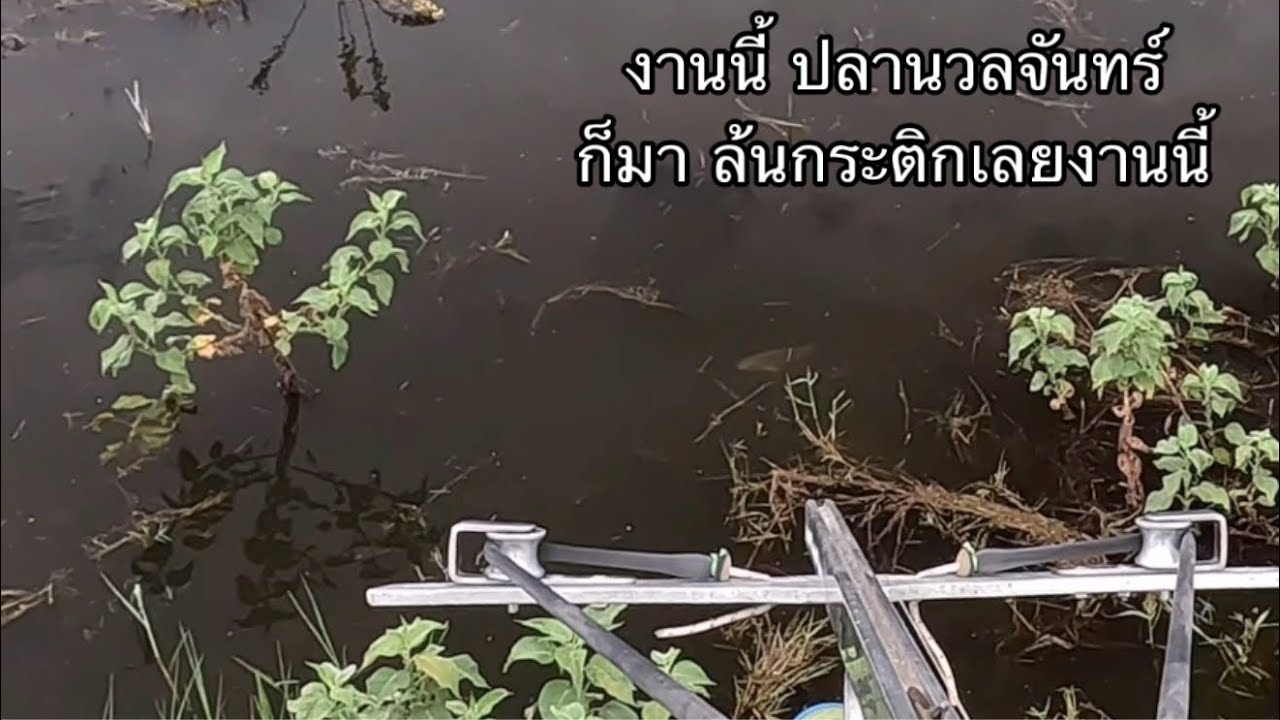 เห็นยาวๆนึกว่าชะโด ที่ไหนได้ปลานวลจันทร์ 