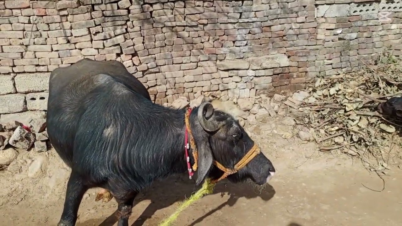 ڈیرے مویشیوں کے